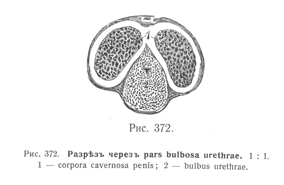 Разрез через pars bulbosa urethrae