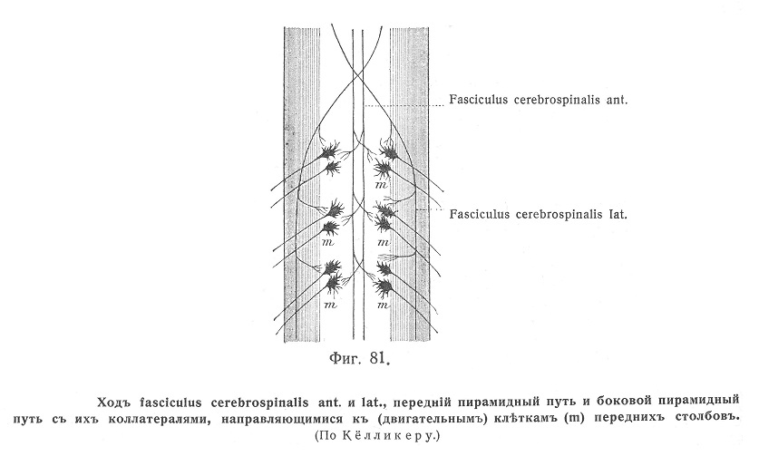 fasciculus cerebrospinalis anterior