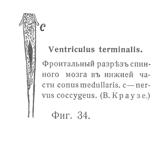 Ventriculus terminalis