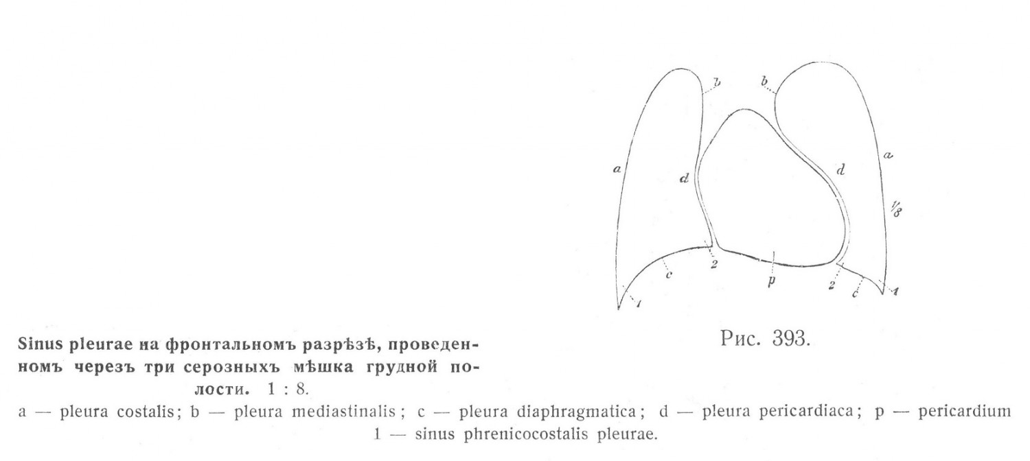 Sinus pleurae на фронтальном разрезе