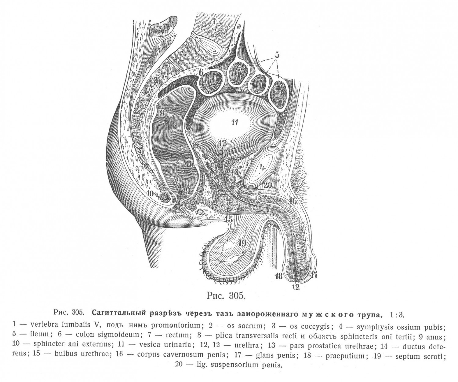 Мужскіе половые органы, organa genitalia virilia
