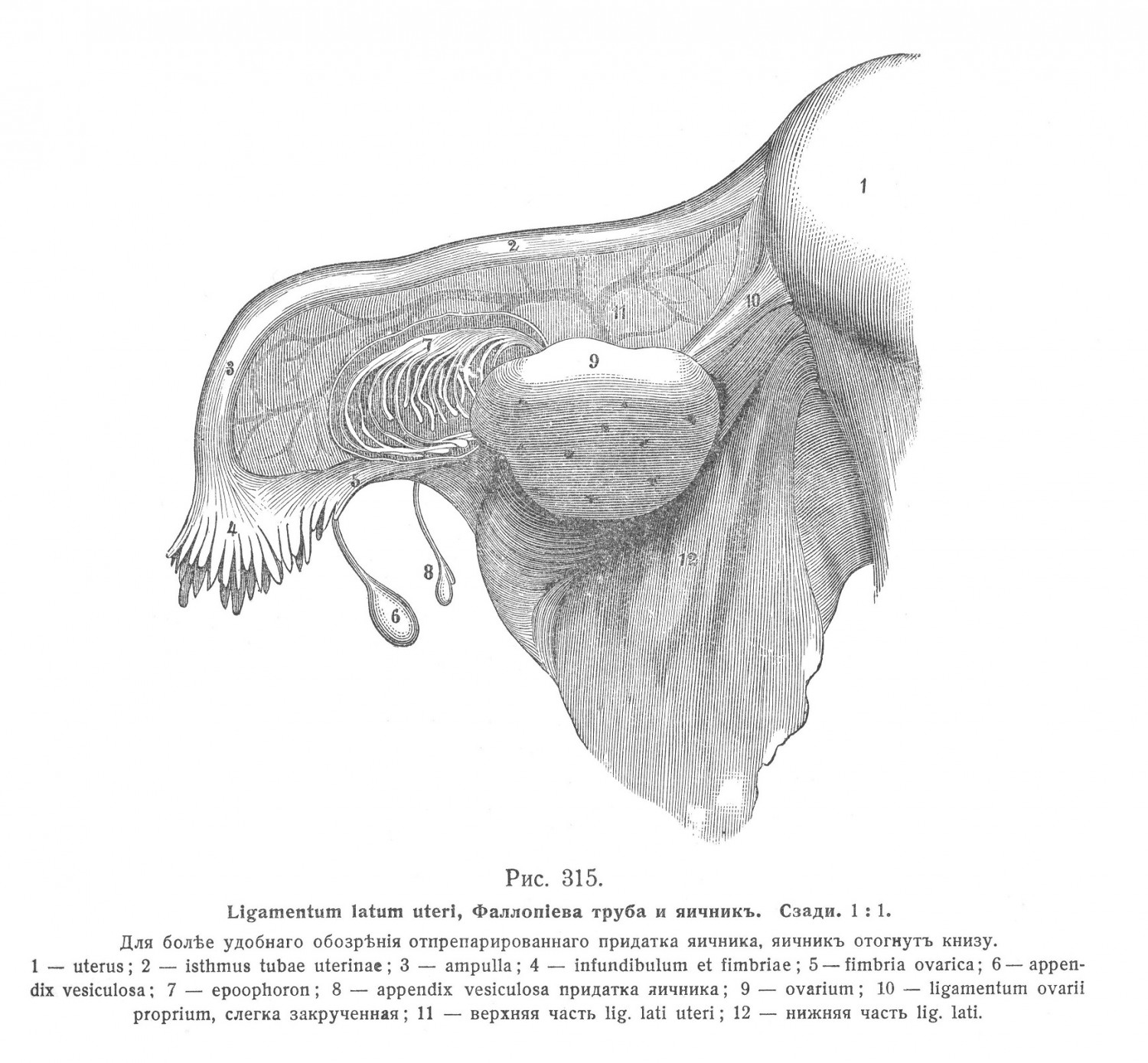 Ligamentum latum uteri, Фаллопиева труба и яичник