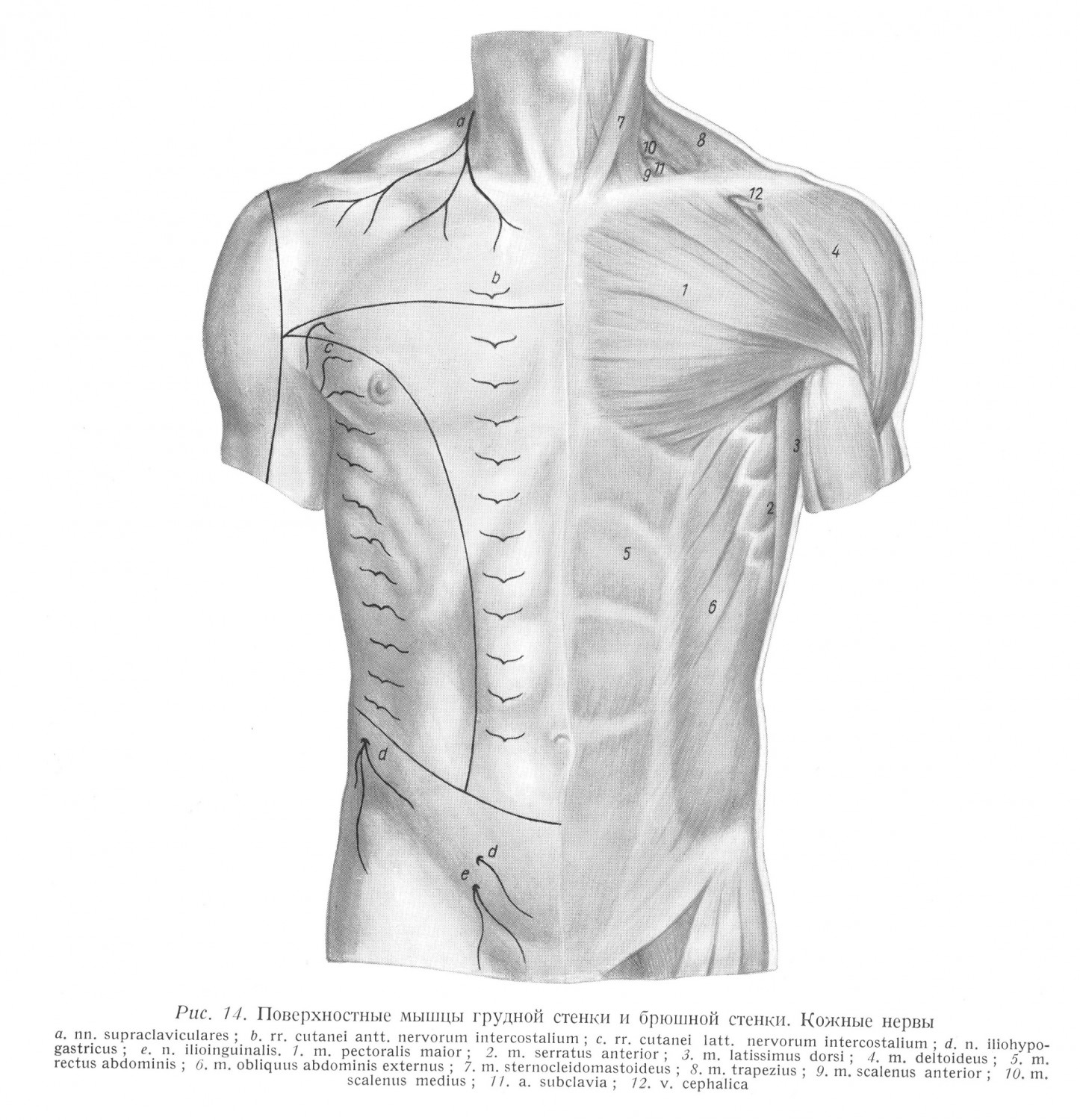 Поверхностные мышцы грудной стенки и брюшной стенки. Кожные нервы