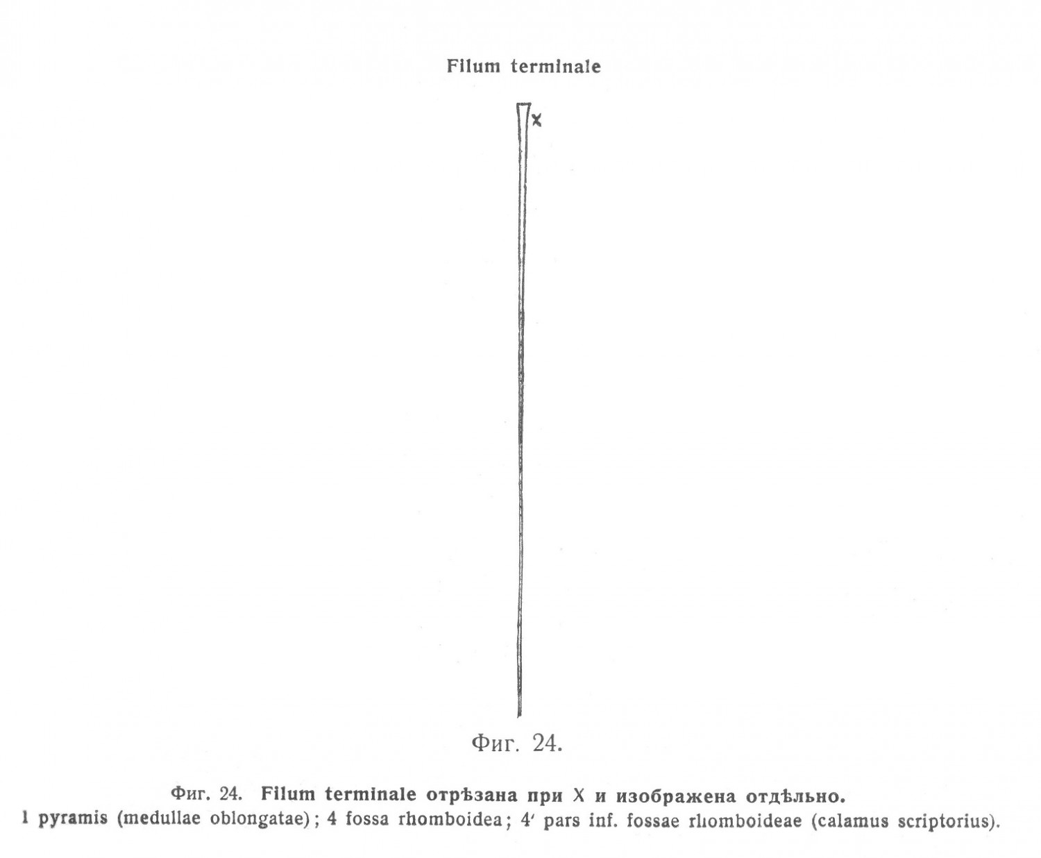 Filum terminale