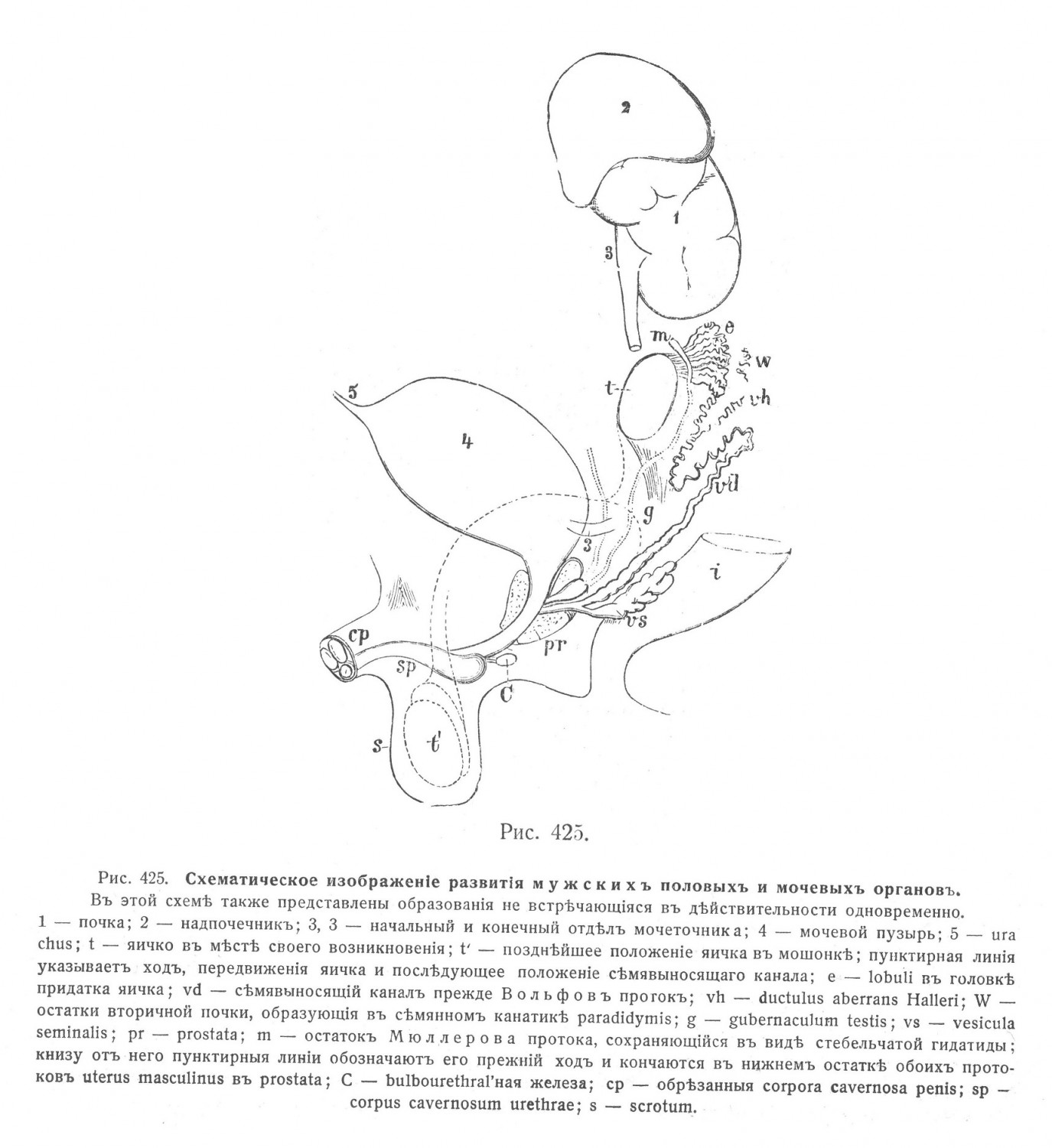 изображение развития мужских половых и мочевых органов