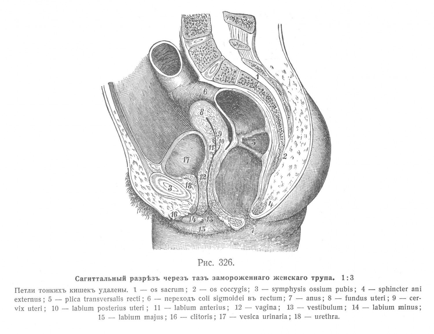 Женскій мочеиспускательный каналъ, urethra muliebris