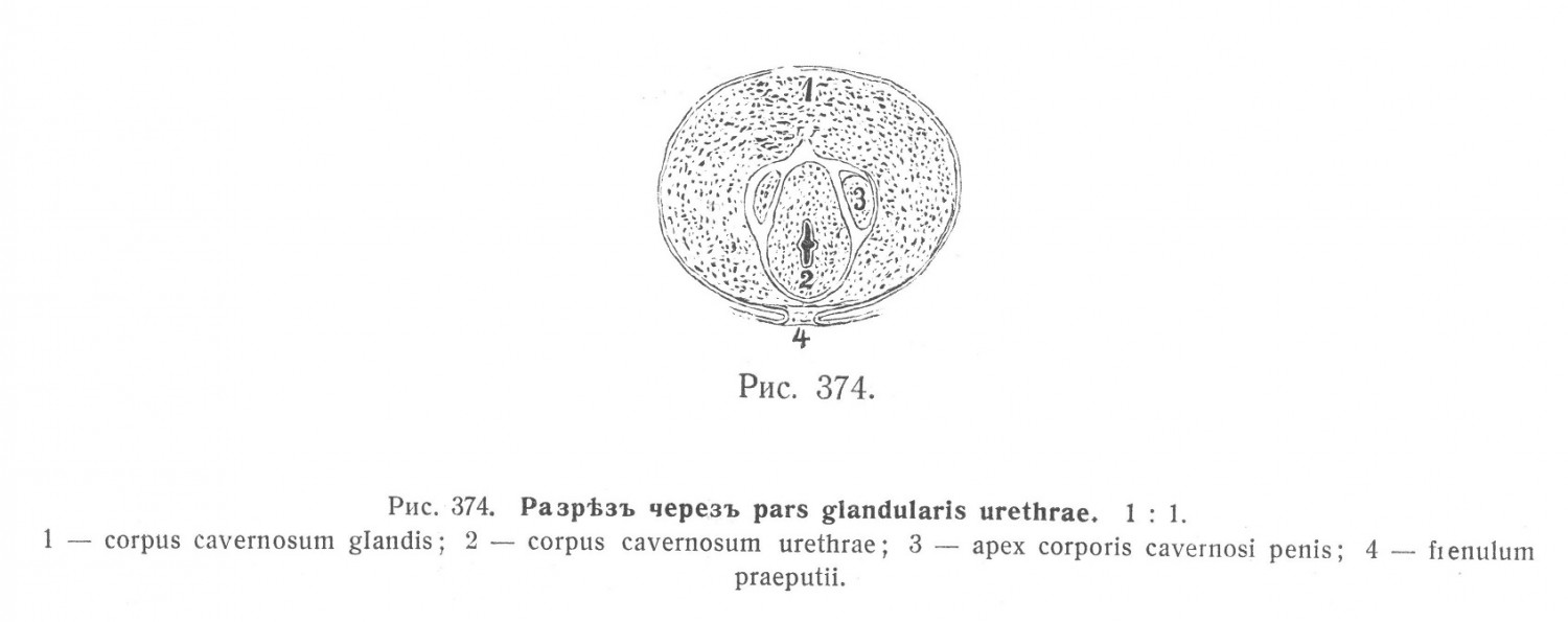 Разрез через pars glandularis urethrae.