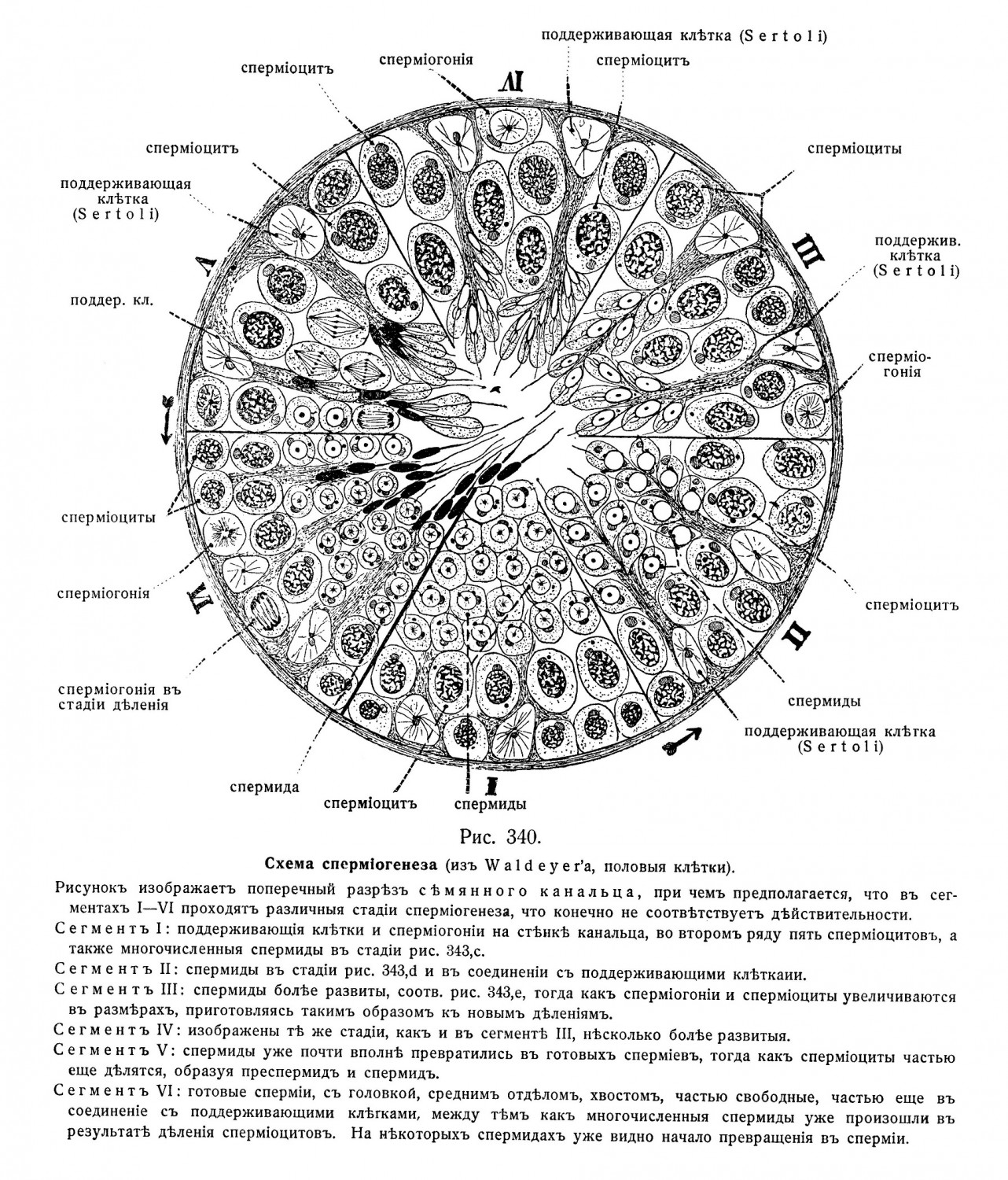 Схема спермиогенеза