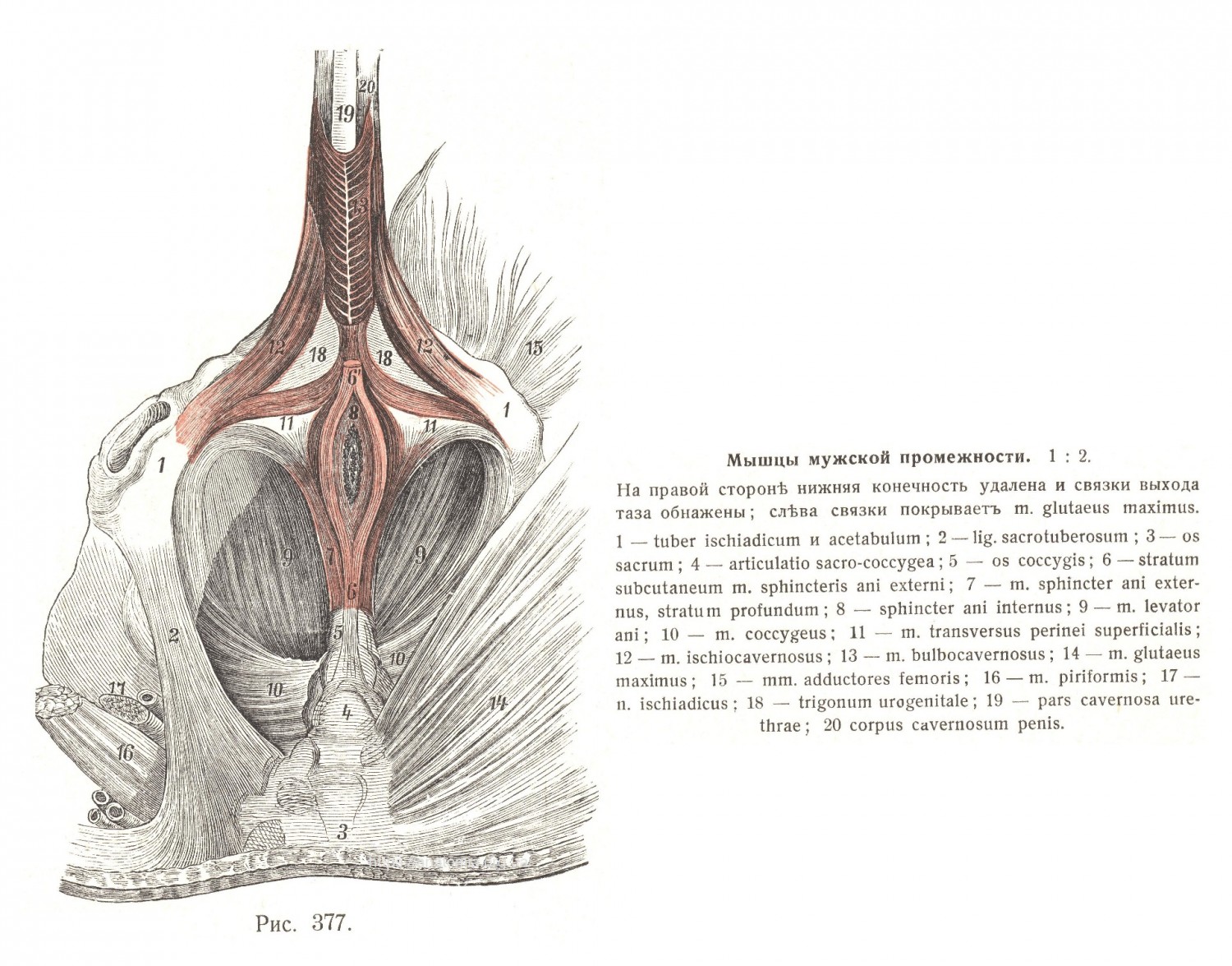 Промежность, perineum, и мышцы выхода таза, musculi exitus pelvis
