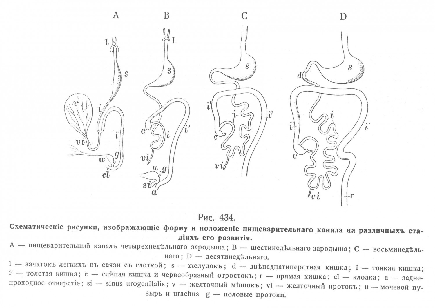 Схематическbе рисунки, изображающее форму и положение пищеварительного канала на различных стадиях его развития