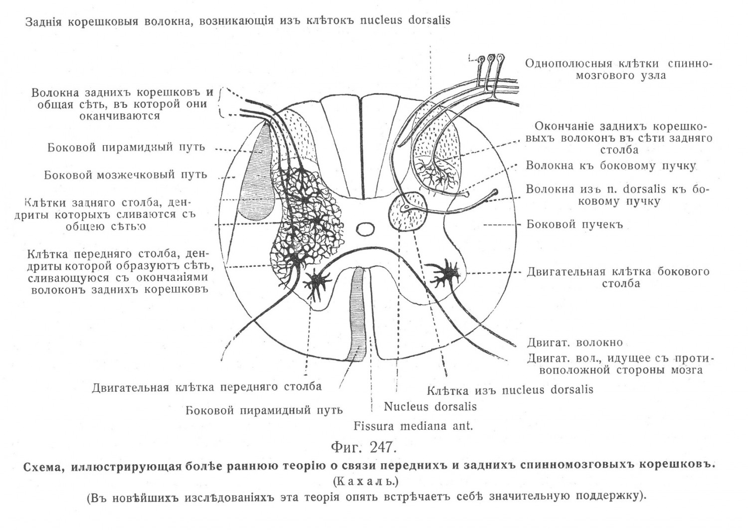 Схема, иллюстрирующая болѣе раннюю теорію о связи переднихъ и заднихъ спинномозговыхъ корешковъ