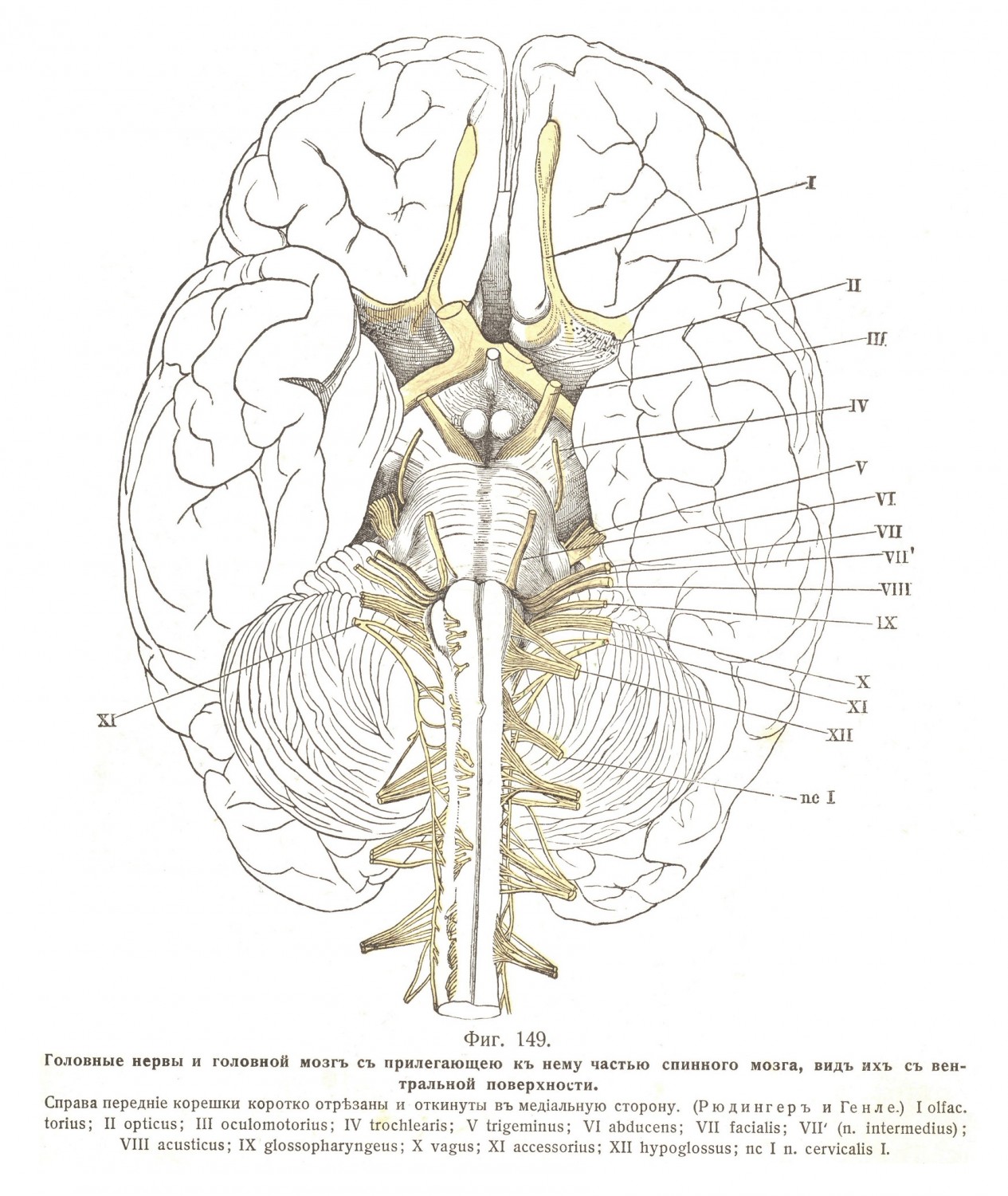 Головные нервы и головной мозг с прилегающею к нему частью спинного мозга, вид их с вентральной поверхности