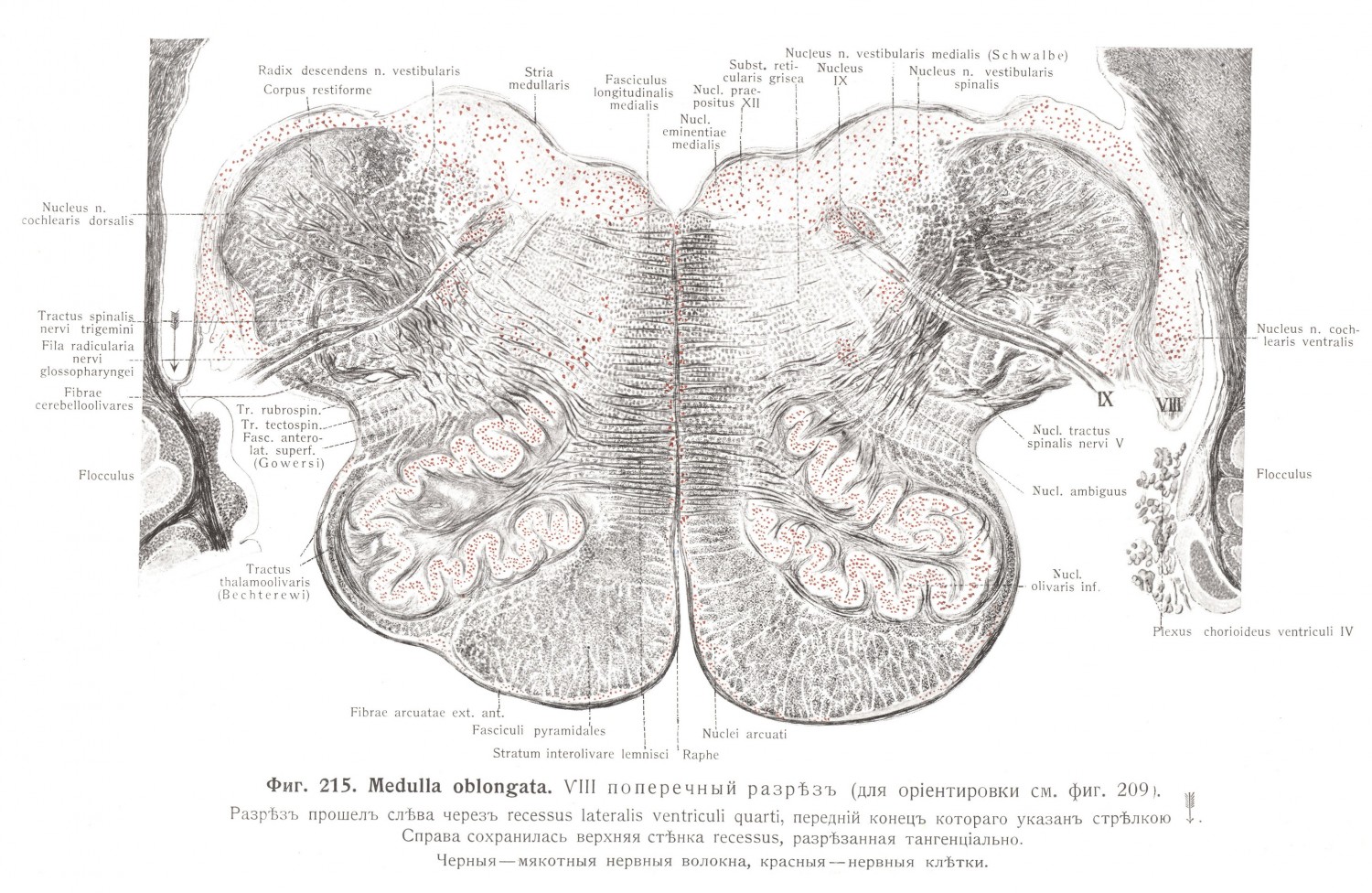 Medulla oblongata, VIII поперечный разрез