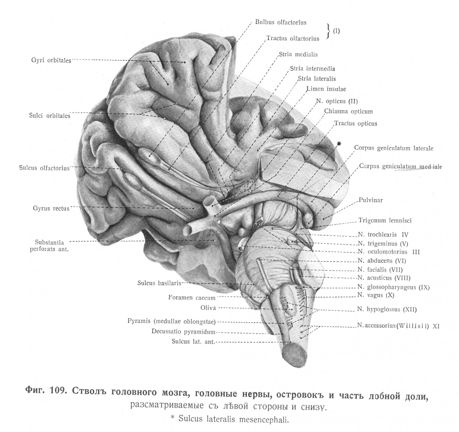 Ствол головного мозга, головные нервы, островок и часть лобной доли