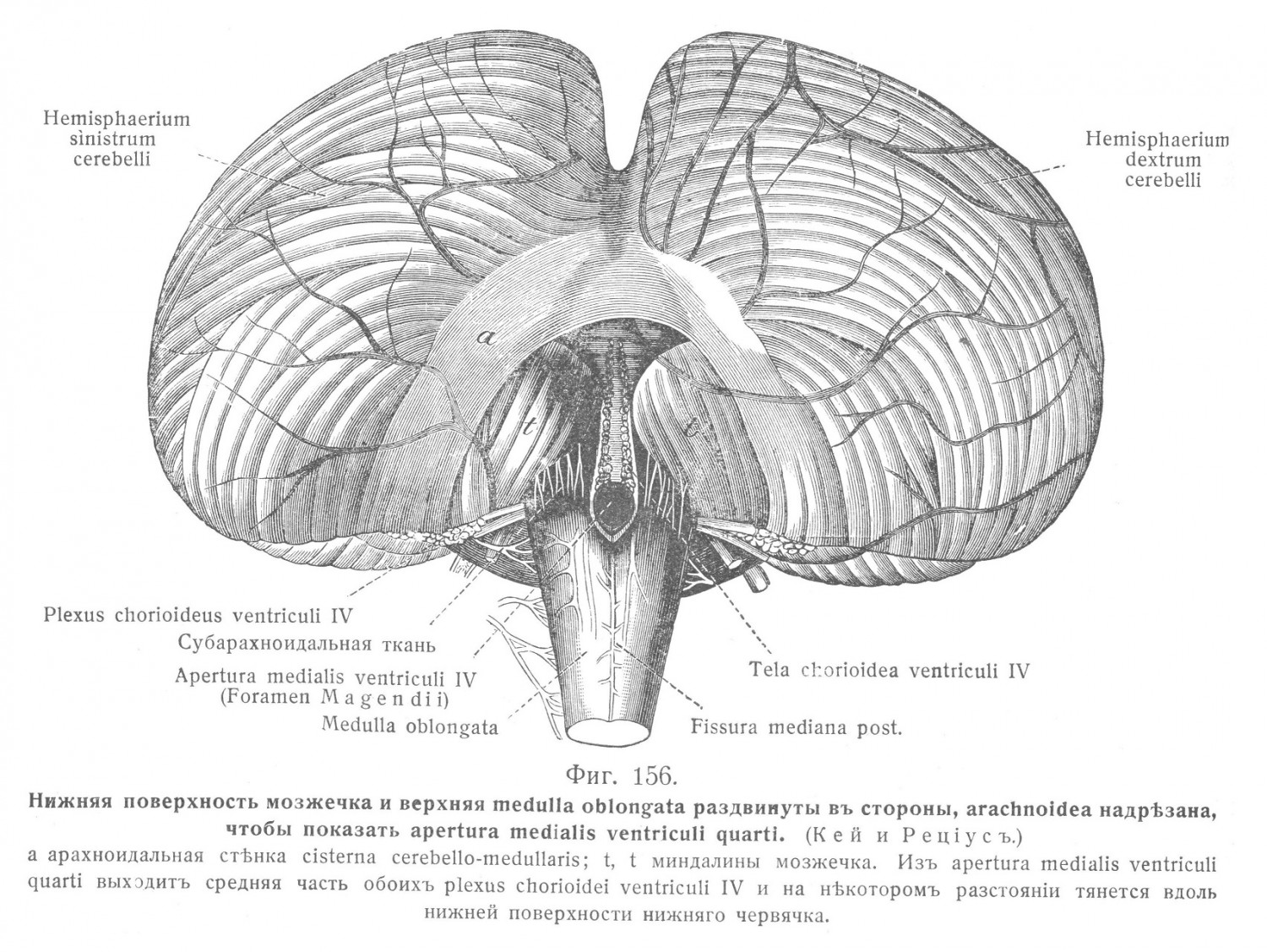 Нижняя поверхность мозжечка и верхняя medulla oblongata