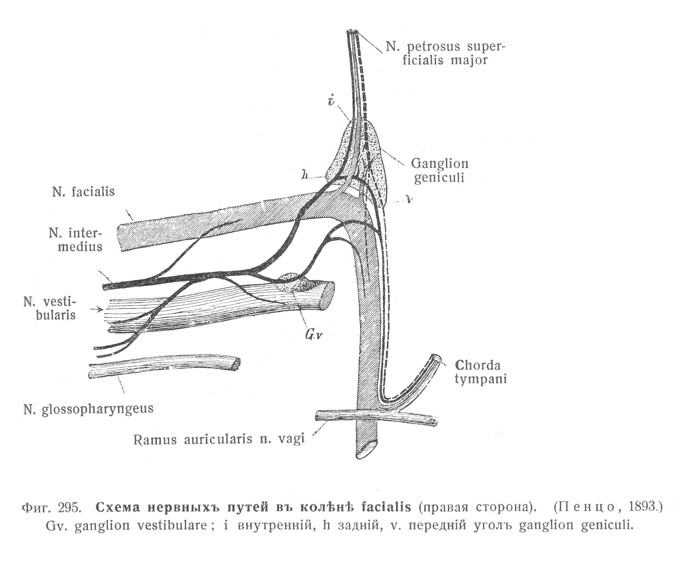 . Схема нервныхъ путей въ колѣнѣ facialis (правая сторона). 