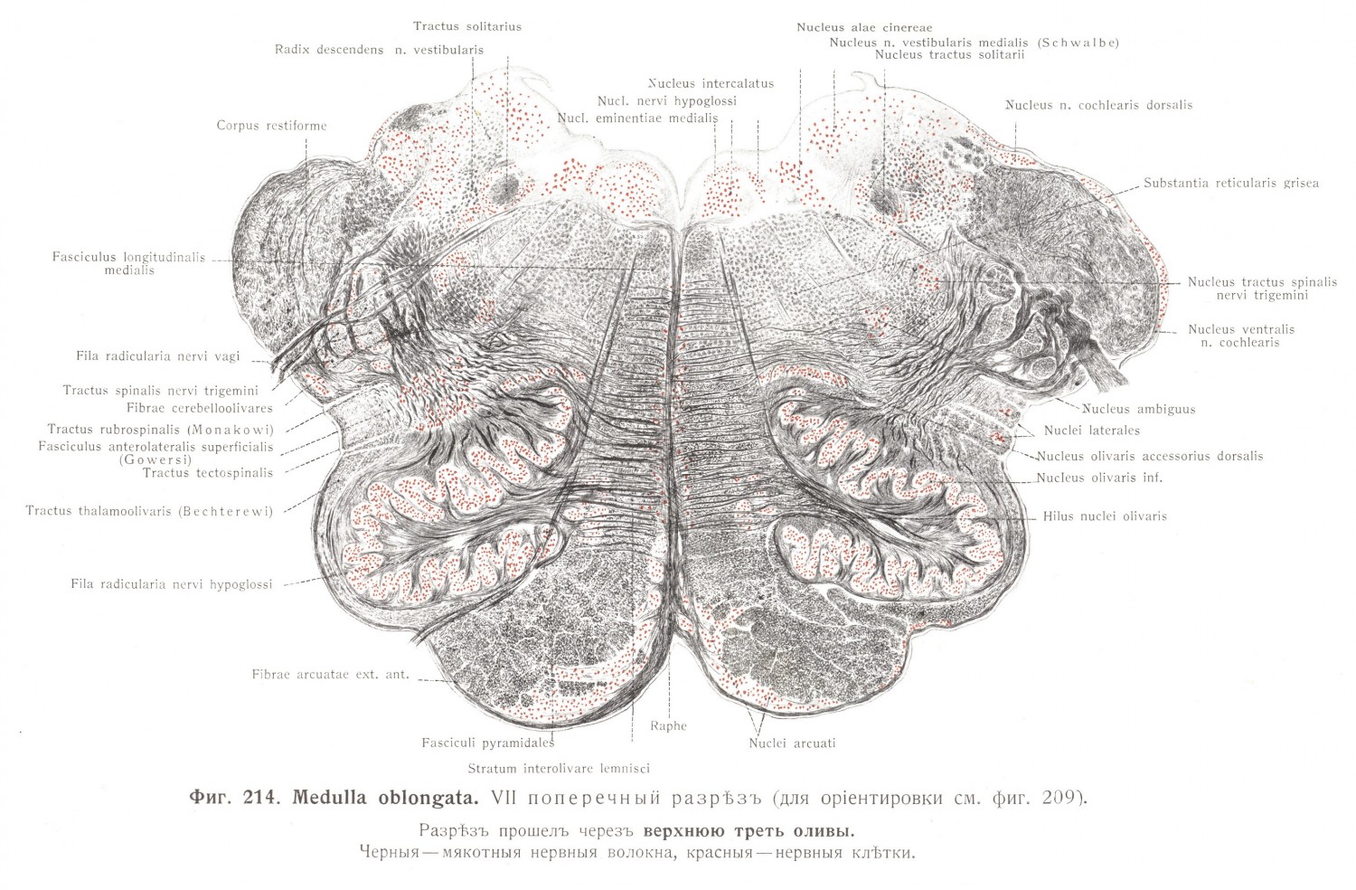 Medulla oblongata, VII поперечный разрез