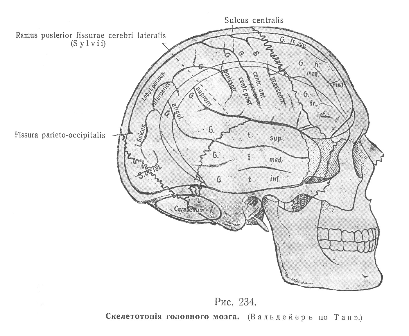 Скелетотопія головного мозга
