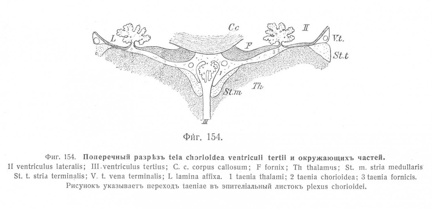 Поперечный разрез tela chorioidea ventriculi tertii и окружающих частей.