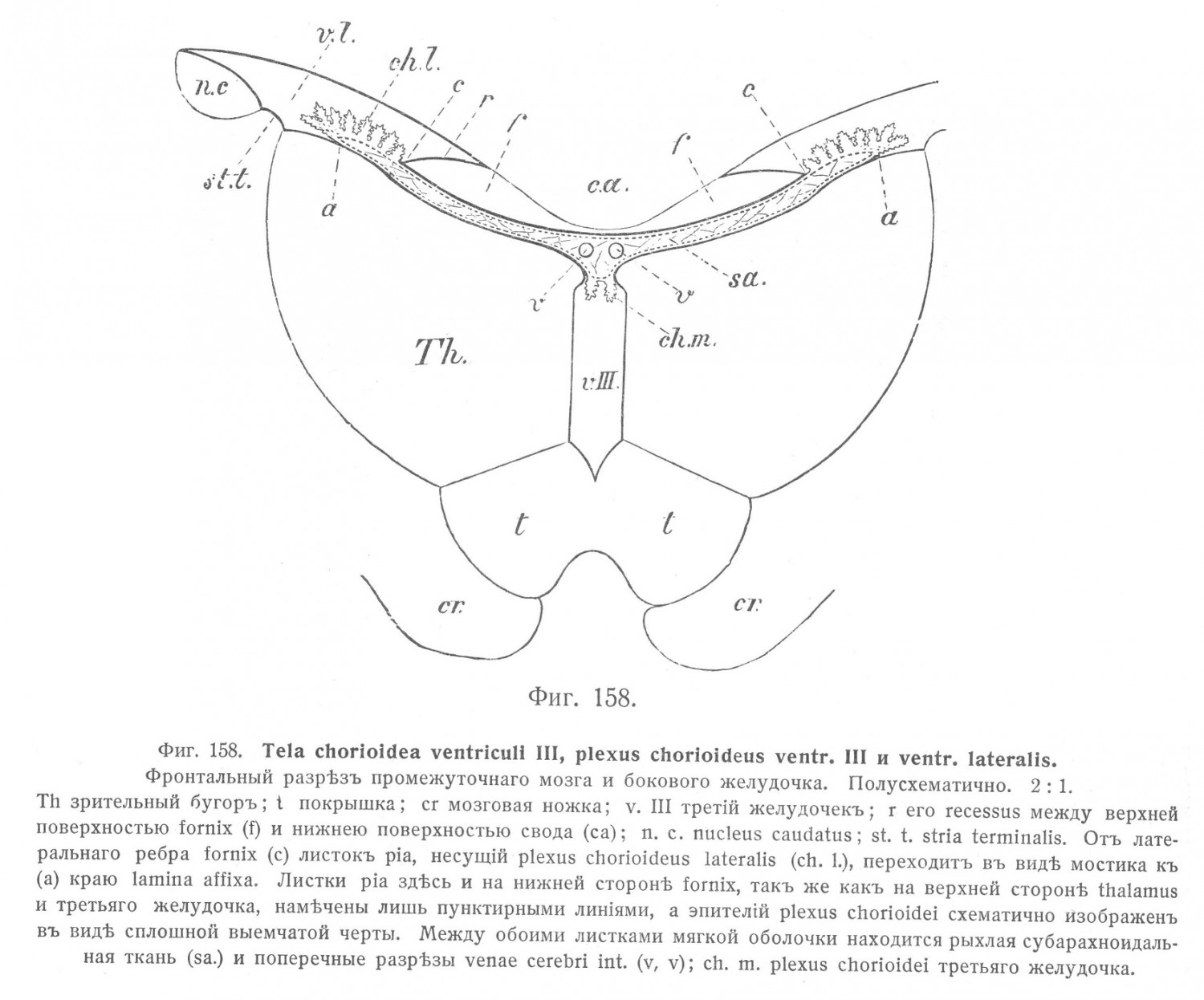 Tela chorioidea ventriculi III, plexus chorioideus ventr. III и ventr. lateralis