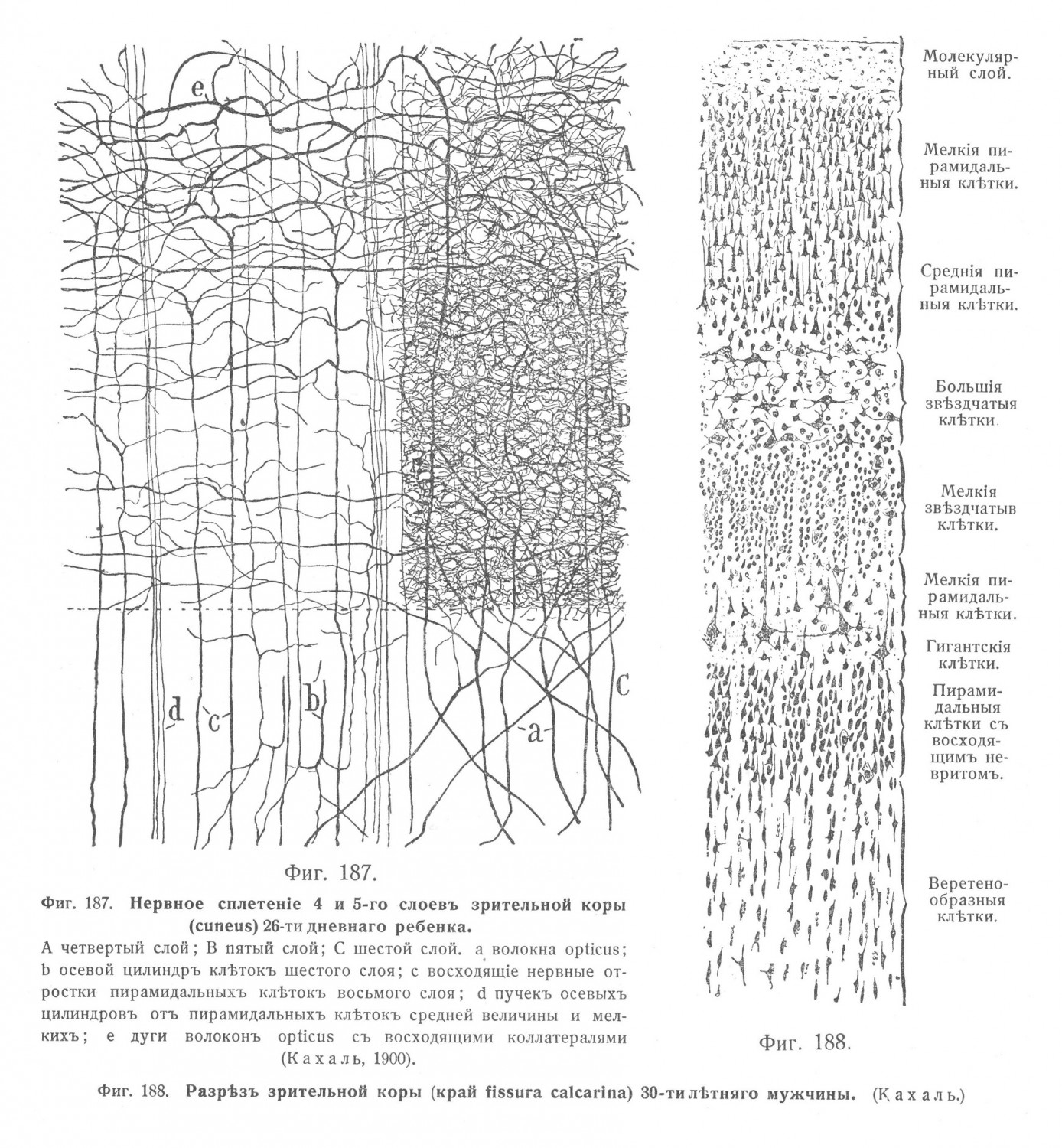 Нервное сплетеніе 4 и 5-го слоевъ зрительной коры (cuneus)