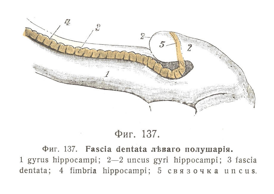 Fascia dentata левого полушария мозга