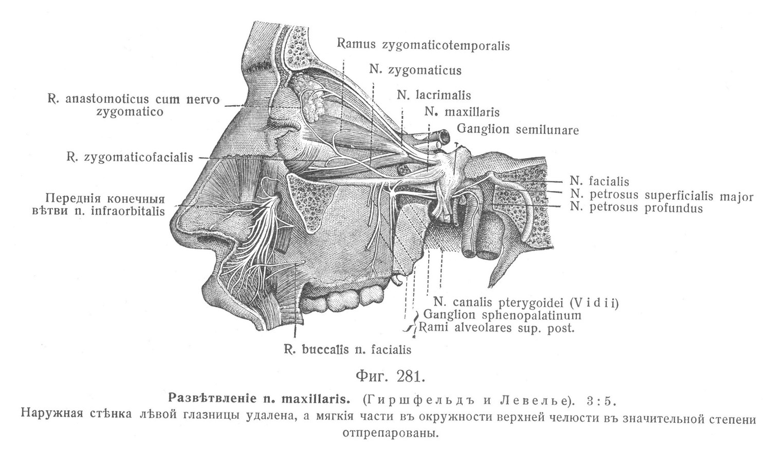 Развѣтвленіе п. maxillaris. 