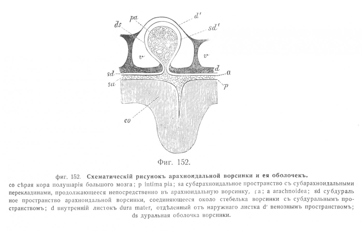 Схематически рисунок арахноидальной ворсинки и ее оболочек.