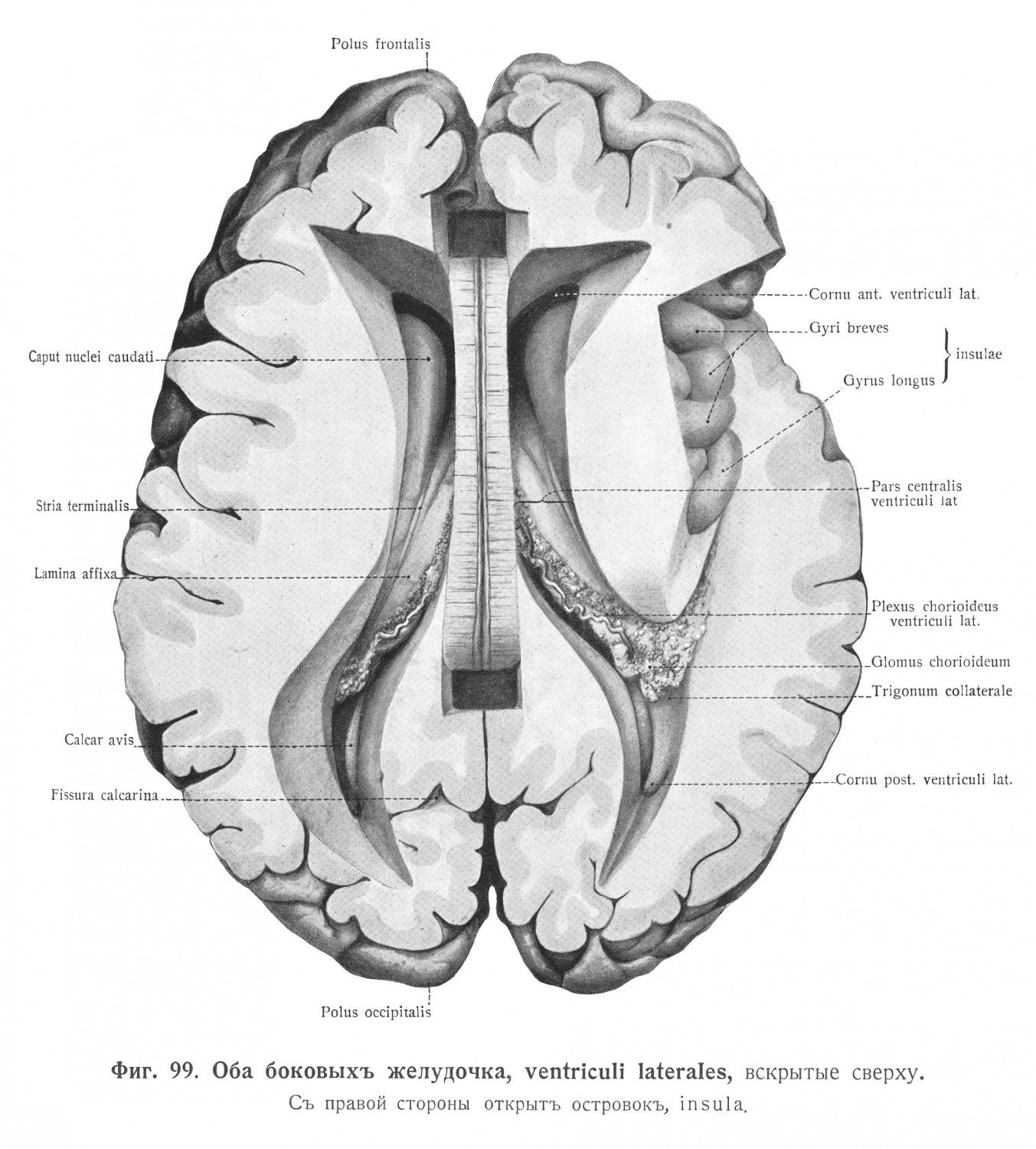 Конечный отдѣлъ передняго мозга, конечный мозгъ, telencephalon