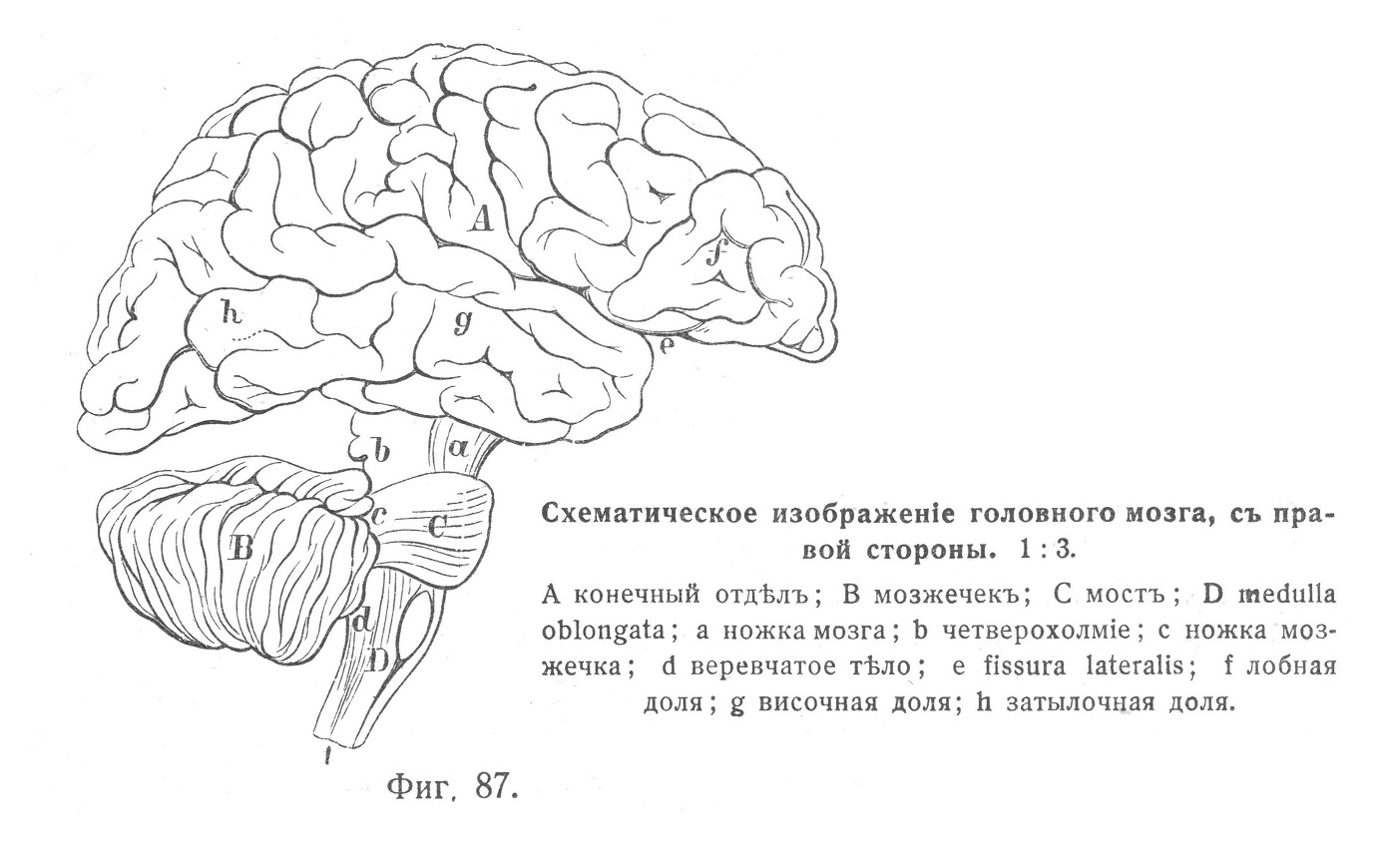 Схематическое изображение головного мозга с правой стороны