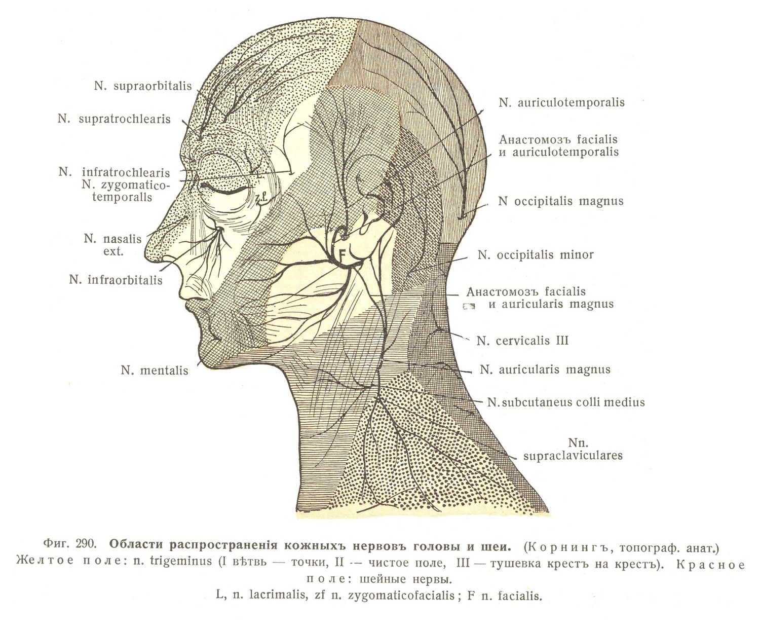Области распространения кожных нервов головы и шеи.