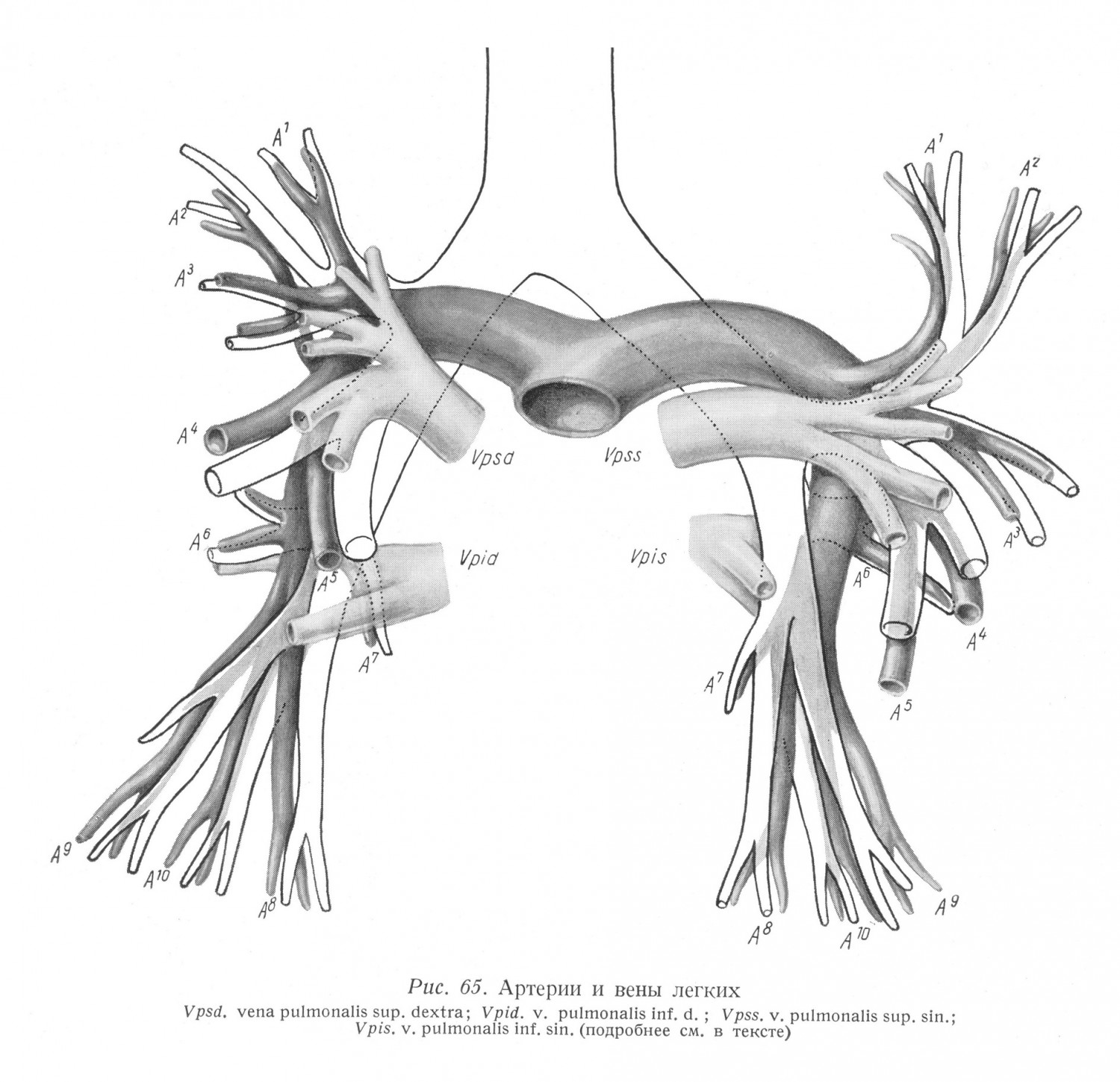 Артерии и вены легких