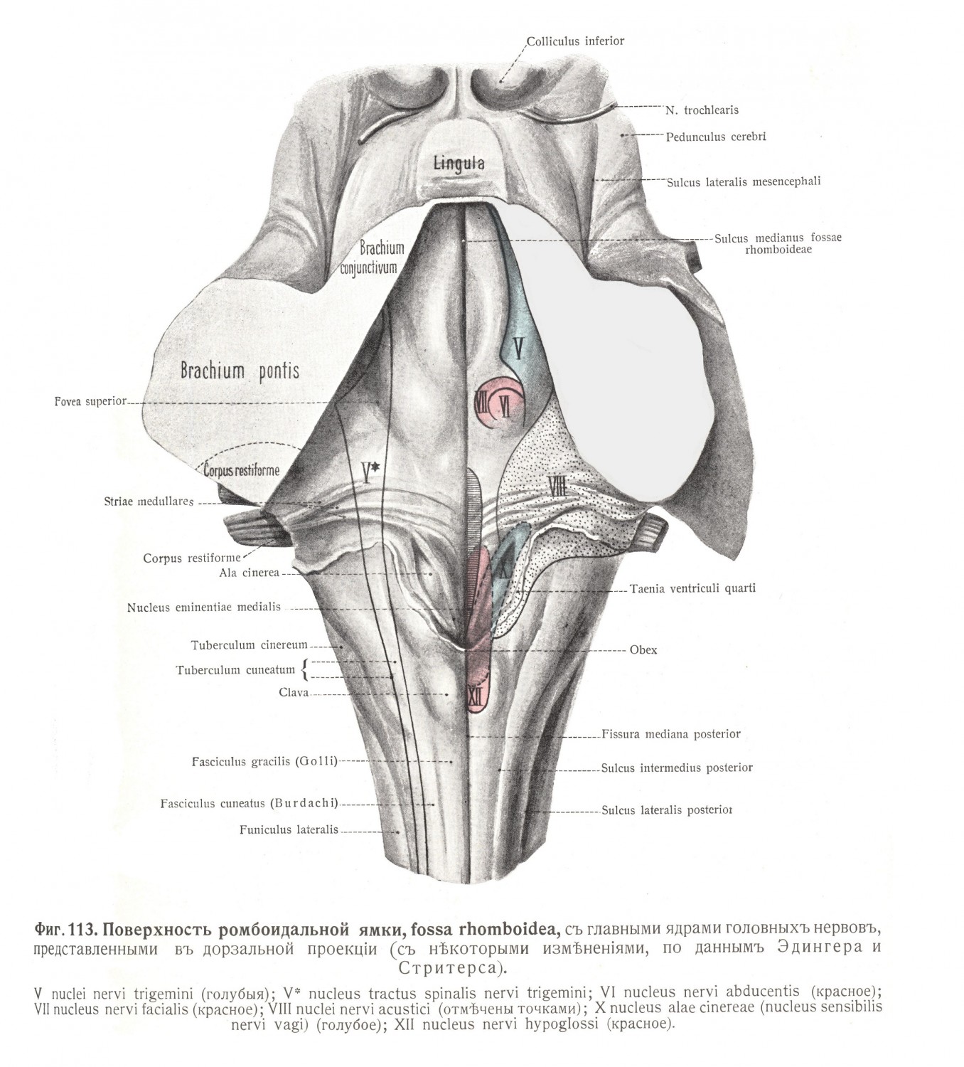 Поверхность ромбоидальной ямки, fossa rhomoboidea