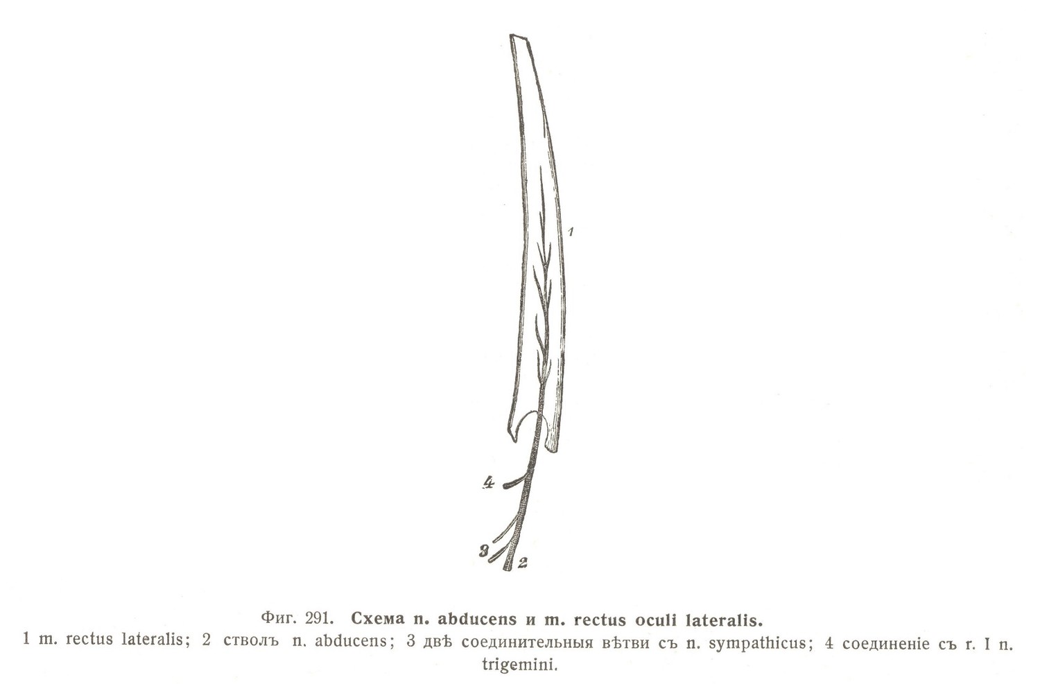 Схема n. abducens и m. rectus oculi lateralis