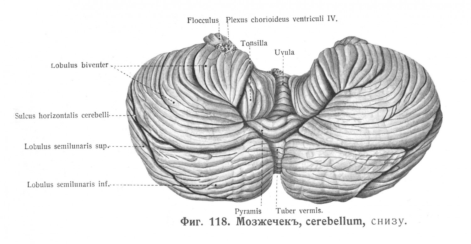 Мозжечок, cerebellum