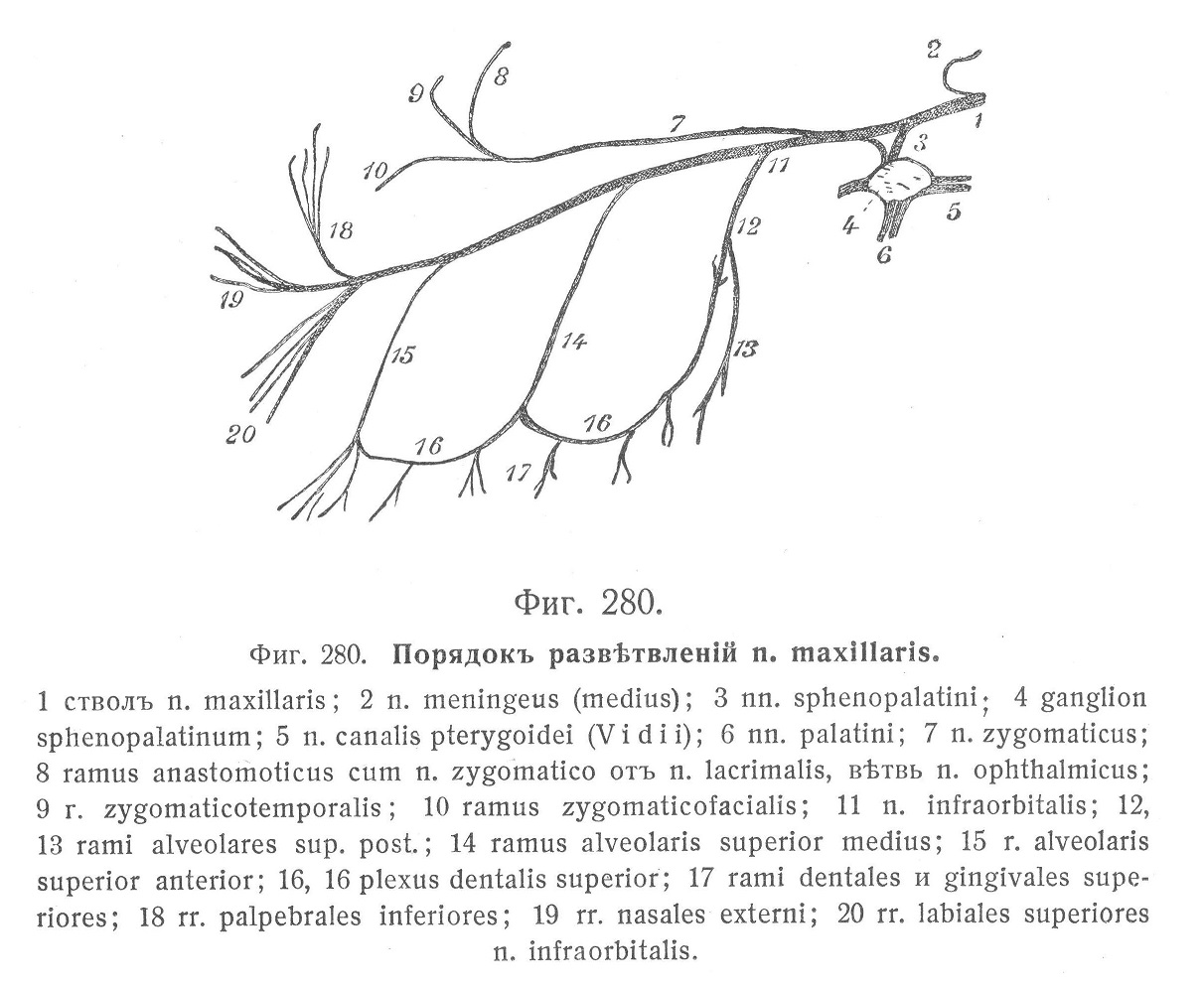 Порядокъ развѣтвленій n. maxillaris.