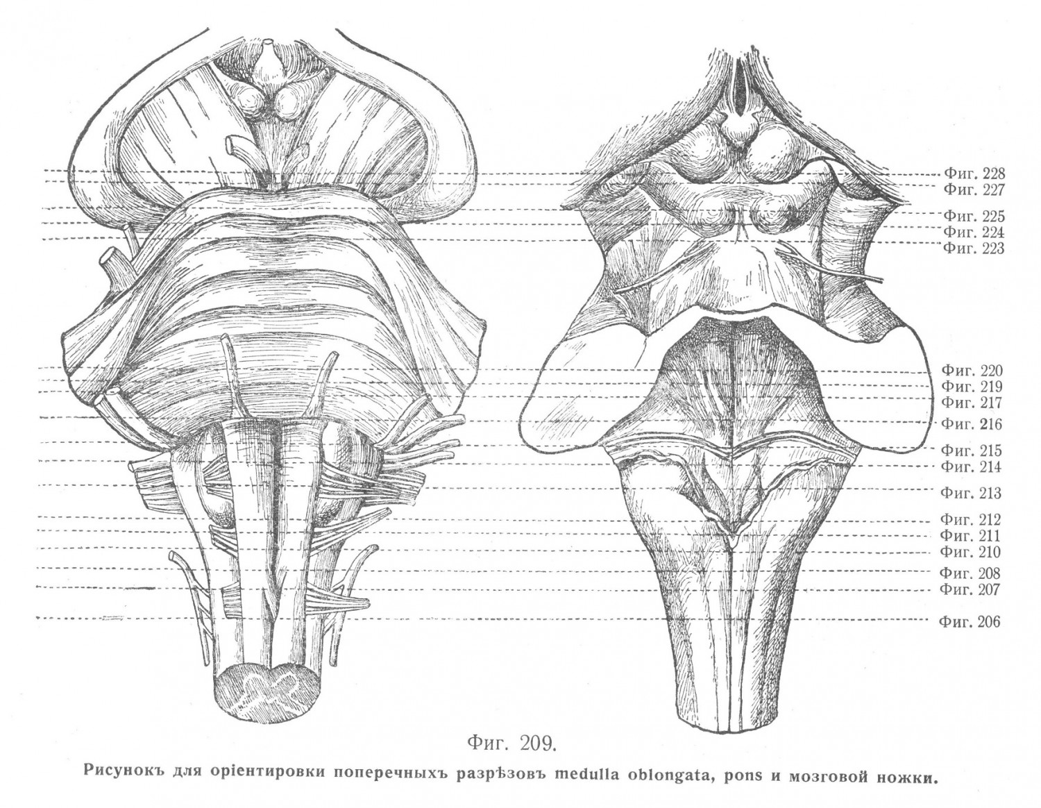 Рисунок для ориентировки поперечных разрезов medulla oblongata, pons и мозговой ножки