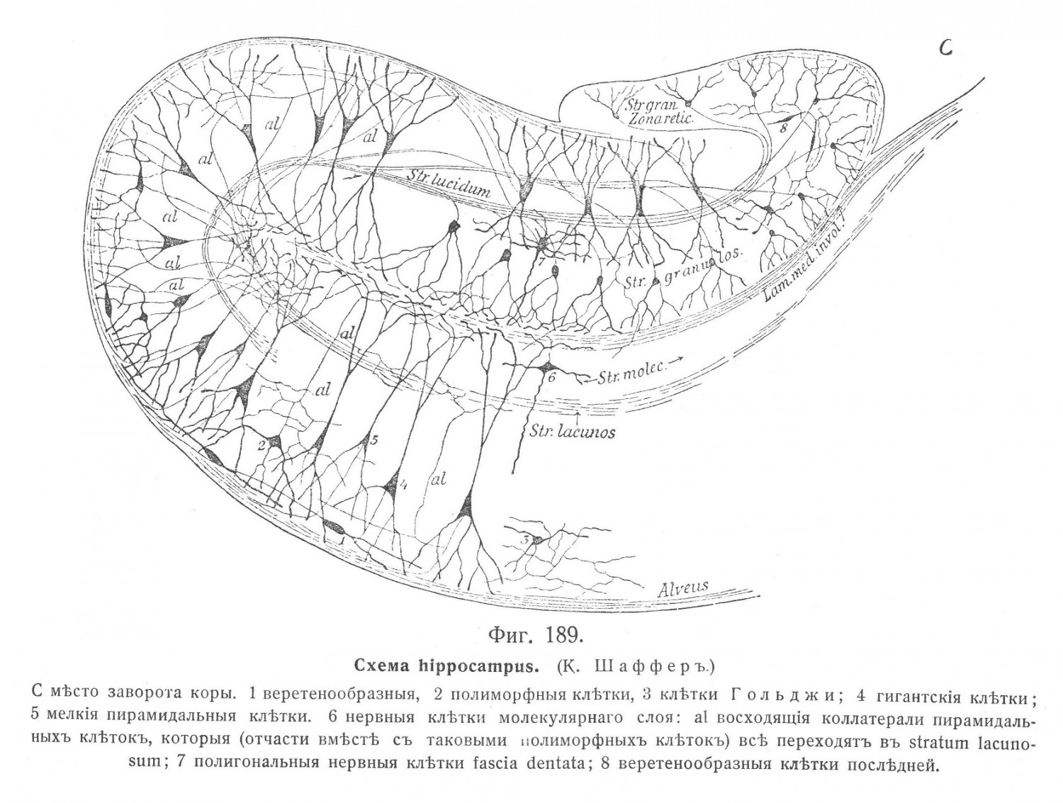 Схема hippocampus