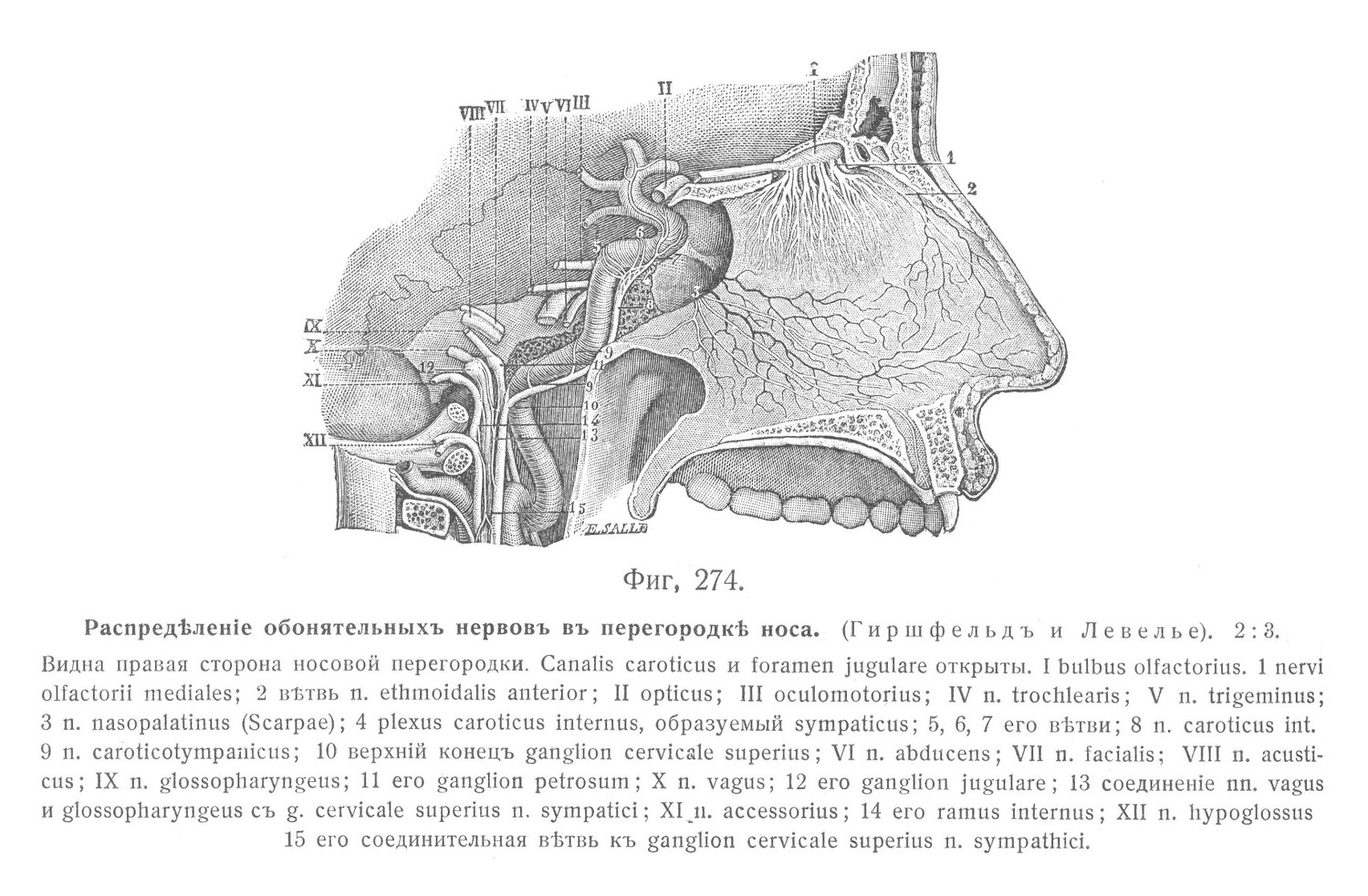 Распределение обонятельных нервов в перегородке носа