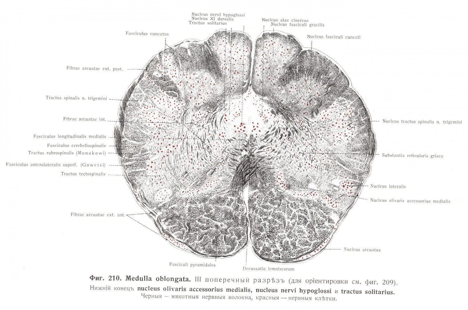 Medulla oblongata, III поперечный разрез