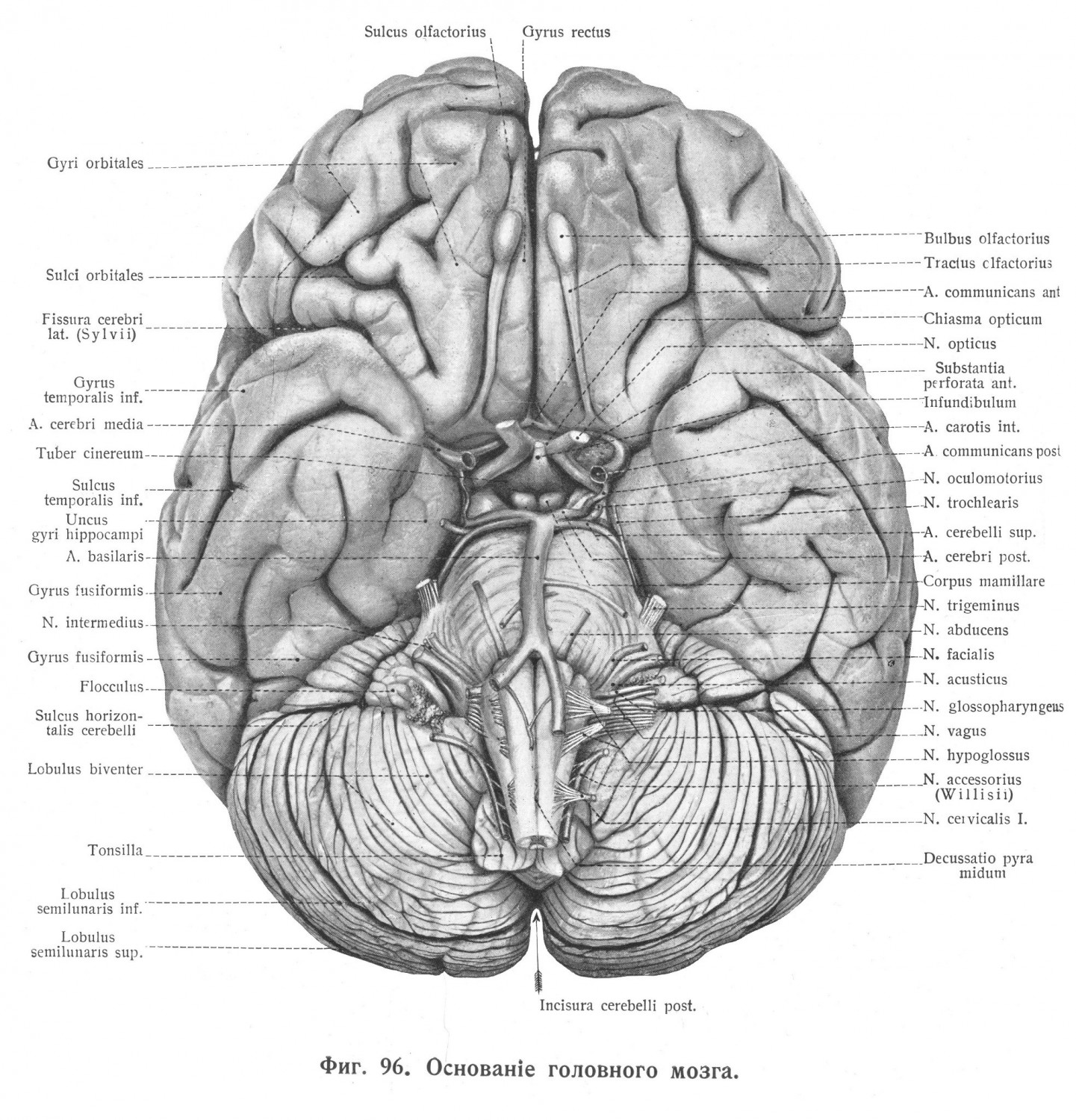 Основание головного мозга