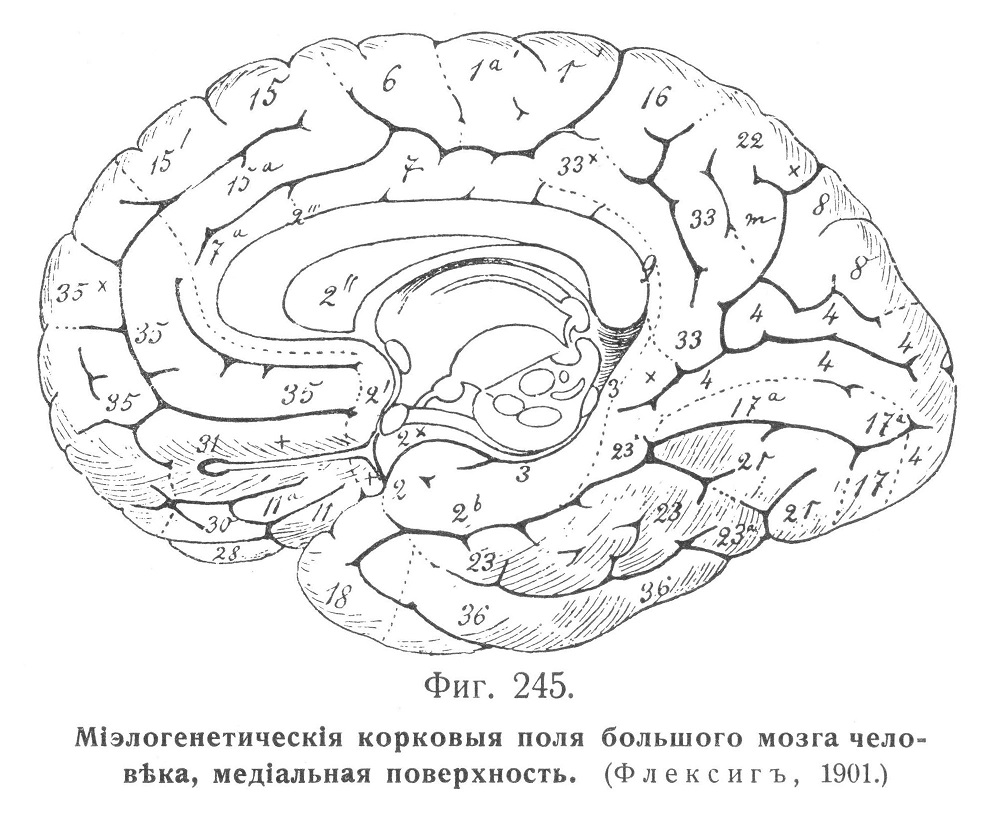 Міэлогенетическія корковыя поля большого мозга человѣка, медіальная поверхность. (Флексигъ, 1901.)