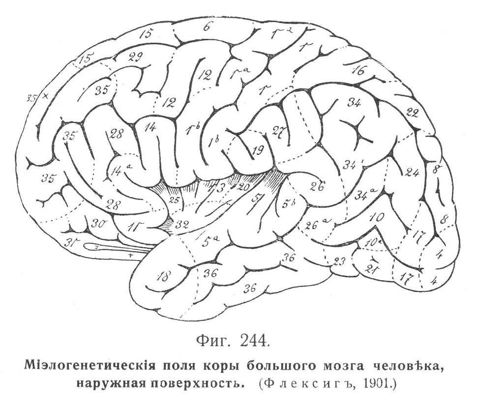 Міэлогенетическія поля коры большого мозга человѣка, наружная поверхность. (Ф л е к с и г ъ, 1901.)