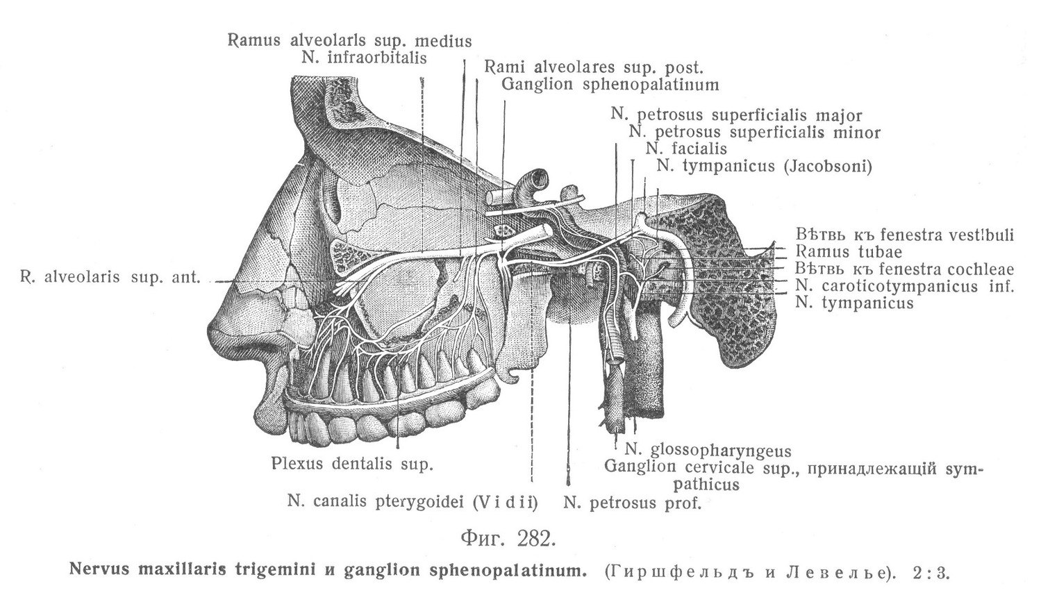 Nervus maxillaris trigemini и ganglion sphenopalatinum