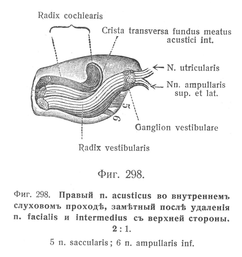 Правый n. acusticus во внутреннемъ слуховомъ проходѣ, замѣтный послѣ удаленія n. facialis и intermedius съ верхней стороны. 