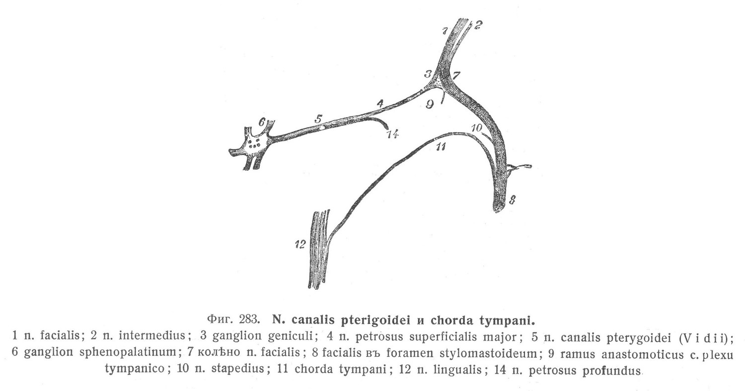 N. canalis pterigoidei и chorda tympani.