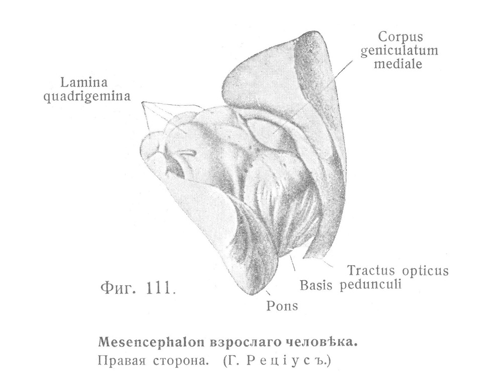 Средній мозгъ, mesencephalon