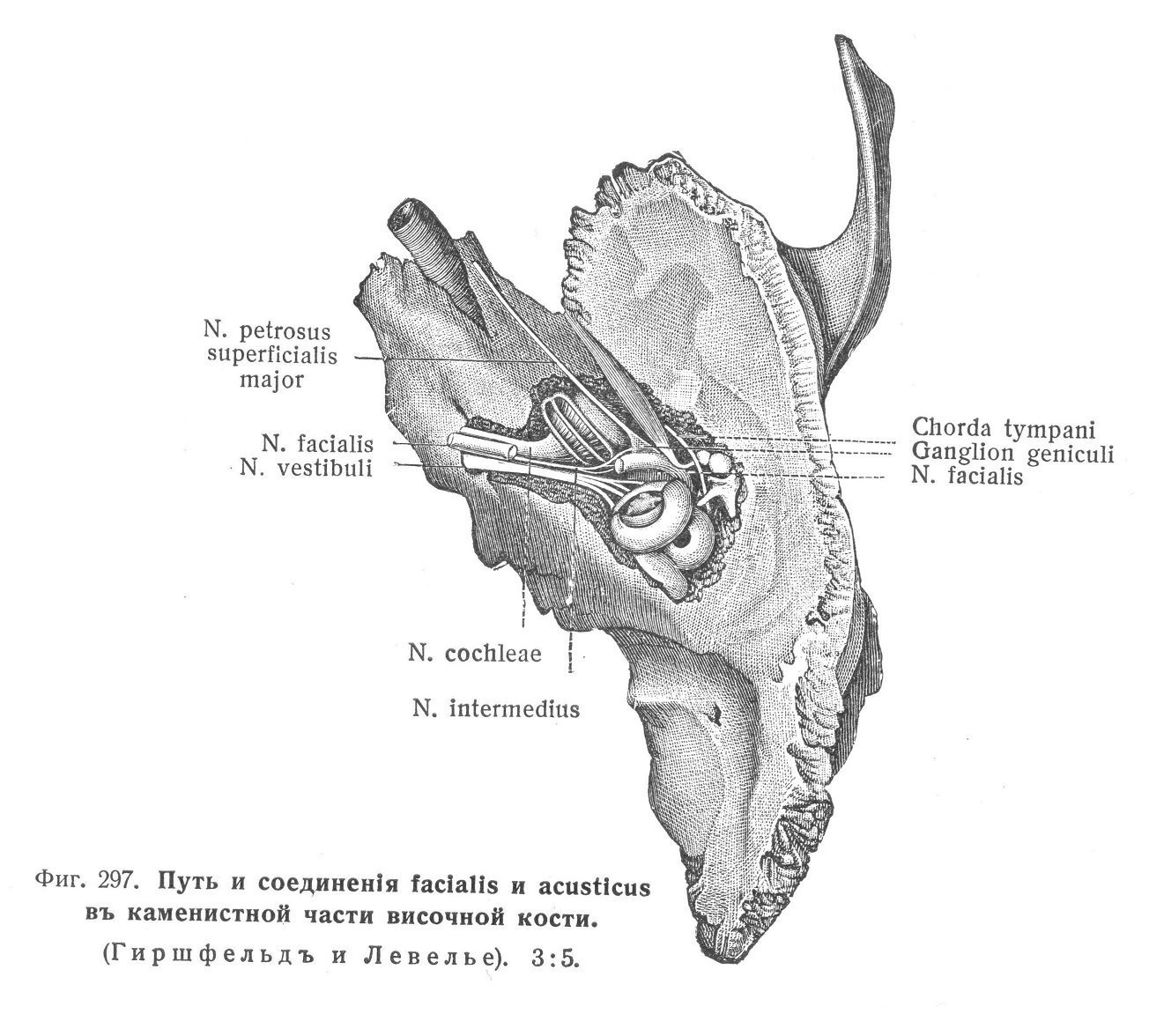 Путь и соединенія facialis и acusticus въ каменистной части височной кости