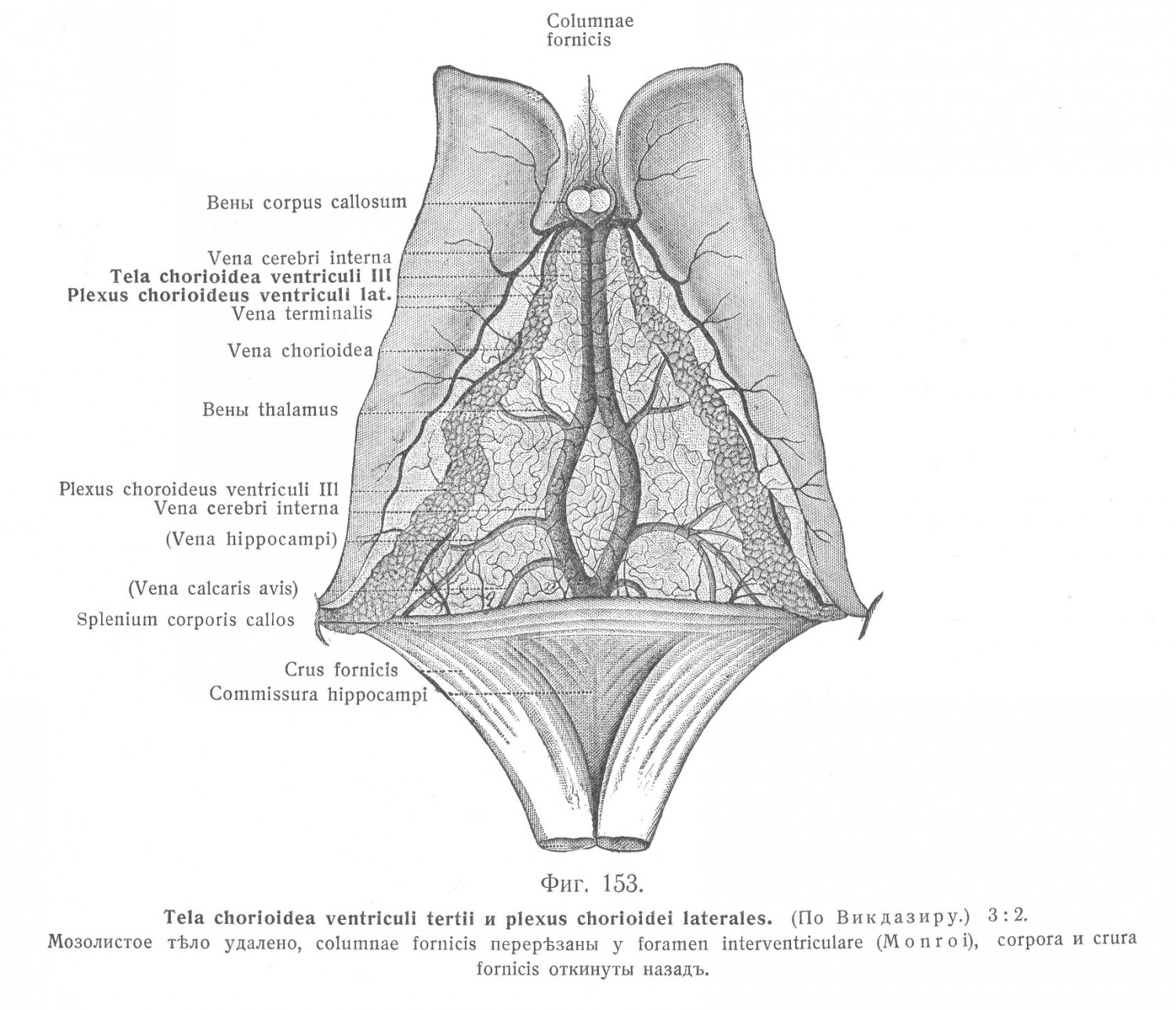 Tela chorioidea ventriculi tertii