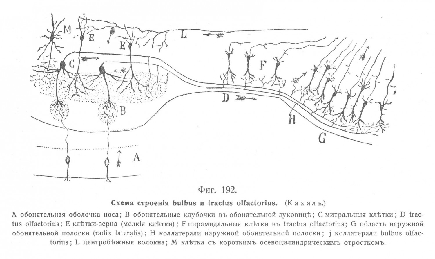Схема строения bulbus и tractus olfactorius